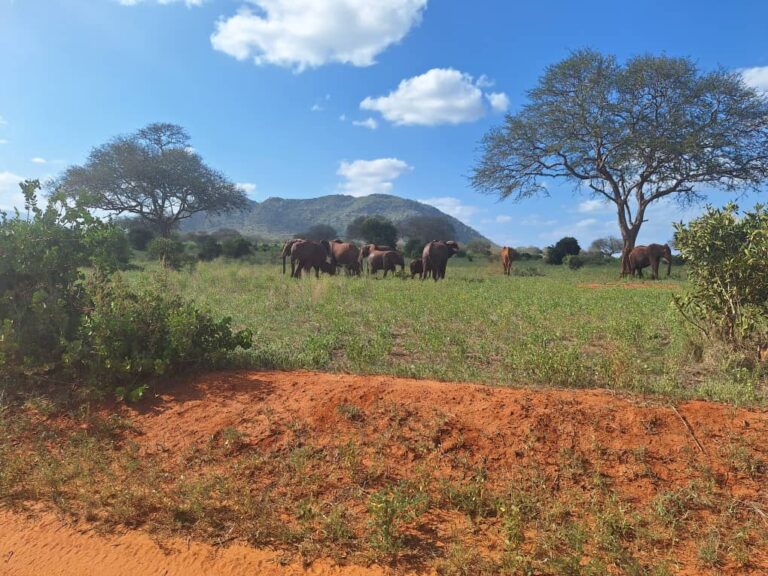 Elephants at a distance