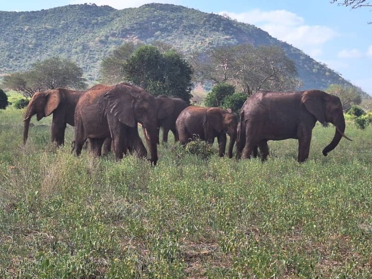 Elephants together at beautiful scenery