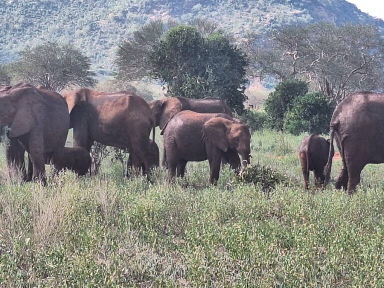 Elephants together at beautufl scenery 2