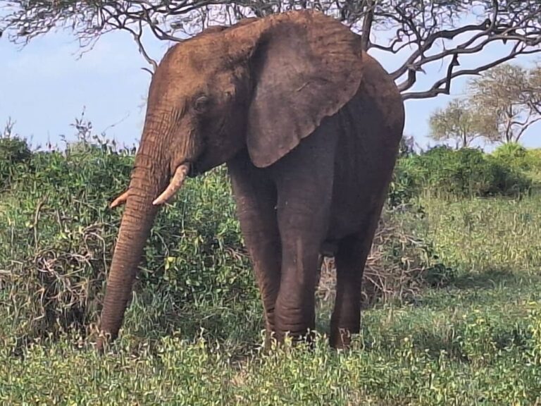 Single elephant clear pic 2
