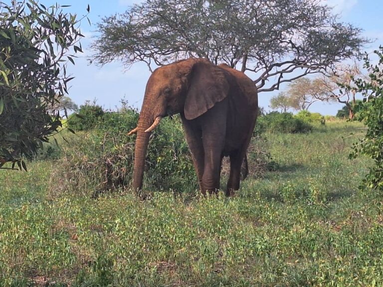 Single elephant clear pic